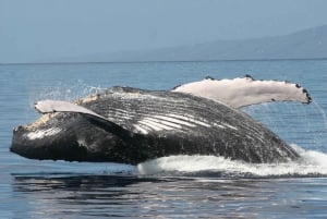 Au départ de Ma'alaea : Après-midi d'observation des baleines à bord du Malolo