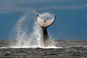 Au départ de Ma'alaea : Après-midi d'observation des baleines à bord du Malolo