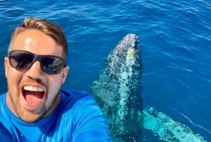 Au départ de Ma'alaea : Après-midi d'observation des baleines à bord du Malolo