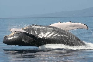 From Ma'alaea: Afternoon Whale Watch Tour Aboard the Malolo