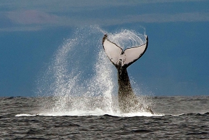 From Ma'alaea: Afternoon Whale Watch Tour Aboard the Malolo