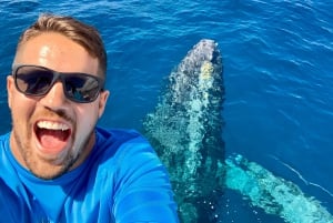 From Ma'alaea: Afternoon Whale Watch Tour Aboard the Malolo