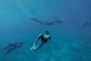 From Ma'alaea: AM Turtle Town Snorkel Aboard Quicksilver