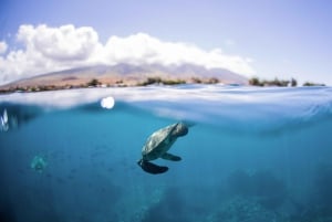 From Ma'alaea: AM Turtle Town Snorkel Aboard Quicksilver