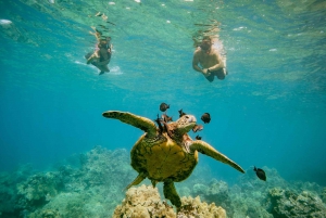 Au départ de Maalaea : Aventure de 3 heures de plongée en apnée et de voile à Turtle Town