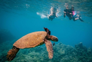 Au départ de Maalaea : Aventure de 3 heures de plongée en apnée et de voile à Turtle Town