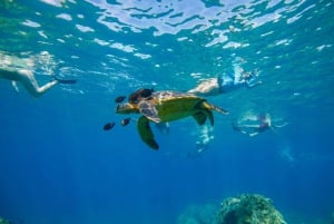 Au départ de Maalaea : Aventure de 3 heures de plongée en apnée et de voile à Turtle Town
