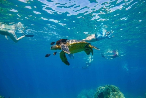 Desde Maalaea: Aventura de 3 horas de snorkel y vela en Turtle Town