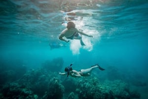 Desde Maalaea: Aventura de 3 horas de snorkel y vela en Turtle Town