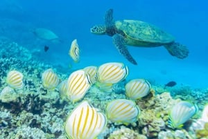 Da Maalaea: Turtle Town, avventura di 3 ore di snorkeling e vela