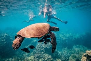 Maalaeasta: Turtle Town 3-tunnin snorklaus- ja purjehdusseikkailu