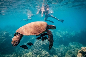 Desde Maalaea: Aventura de 3 horas de snorkel y vela en Turtle Town