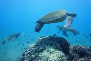 Au départ de Maalaea : Aventure de 3 heures de plongée en apnée et de voile à Turtle Town