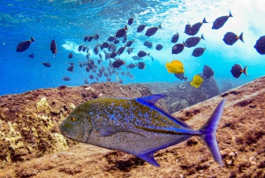 Au départ de Maalaea : Aventure de 3 heures de plongée en apnée et de voile à Turtle Town