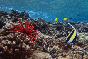 Da Maalaea: Turtle Town, avventura di 3 ore di snorkeling e vela