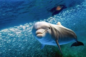 Dal porto di Ma'alaea: Snorkeling e avventura con i delfini a Lana'i