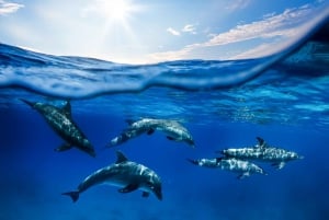 Do porto de Ma'alaea: Snorkel em Lana'i e aventura com golfinhos