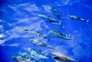 Fra Ma'alaea havn: Snorkel- og delfineventyr på Lana'i