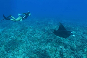 From Ma'alaea Harbor: Molokini Snorkeling Adventure