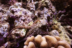 From Ma'alaea Harbor: Molokini Snorkeling Adventure