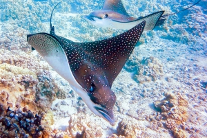 From Ma'alaea Harbor: Molokini Snorkeling Adventure