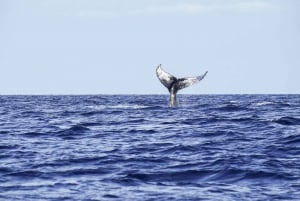 From Ma'alaea Harbor: Whale Watching Cruise