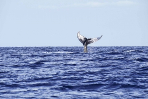 From Ma'alaea Harbor: Whale Watching Tours Aboard the Malolo