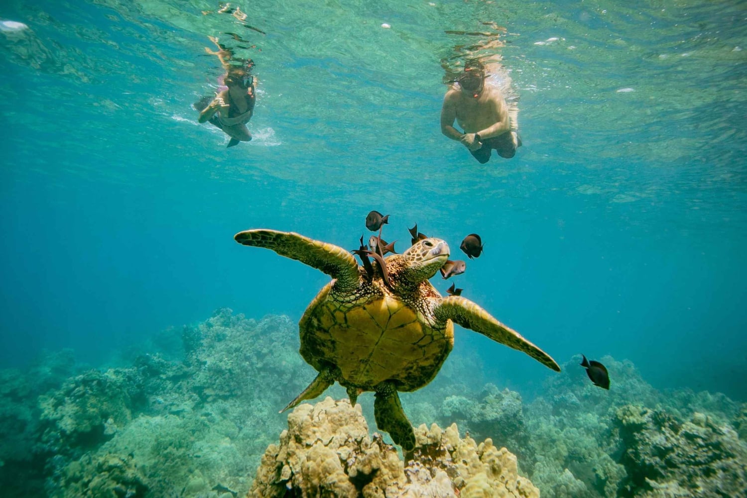 De Maalaea: Aventura de 3 horas com snorkel e vela em Turtle Town