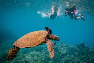 De Maalaea: Aventura de 3 horas com snorkel e vela em Turtle Town