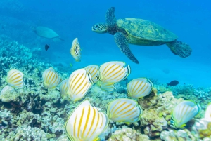 De Maalaea: Aventura de 3 horas com snorkel e vela em Turtle Town