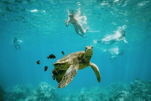De Maalaea: Aventura de 3 horas com snorkel e vela em Turtle Town