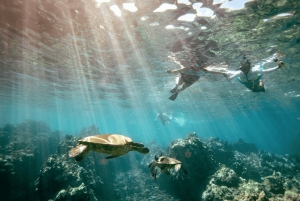 De Maalaea: Aventura de 3 horas com snorkel e vela em Turtle Town
