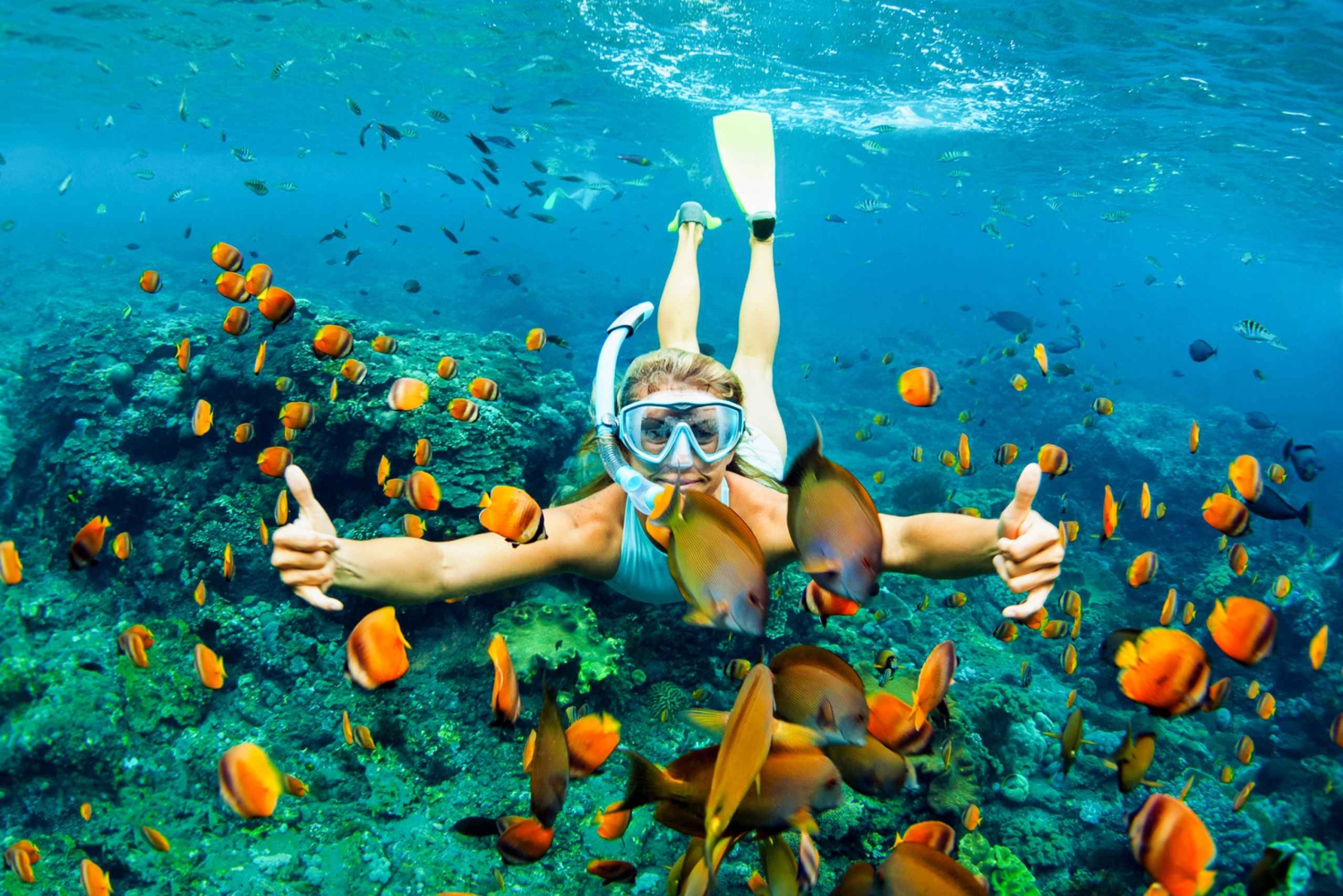 Fra Ma'alaea: snorkling i Turtle Town om bord på Quicksilver