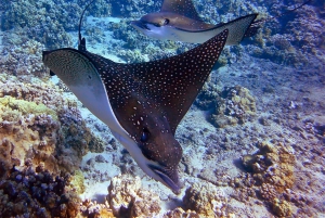 Fra Ma'alaea: snorkling i Turtle Town om bord på Quicksilver