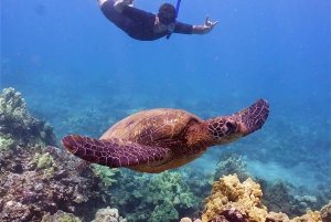 Fra Ma'alaea: snorkling i Turtle Town om bord på Quicksilver