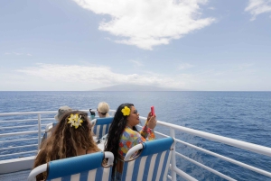 Fra Ma'alaea: snorkling i Turtle Town om bord på Quicksilver