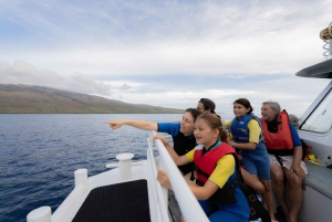 Fra Ma'alaea: snorkling i Turtle Town om bord på Quicksilver