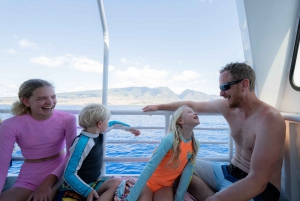 Fra Ma'alaea: snorkling i Turtle Town om bord på Quicksilver