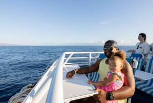 Fra Ma'alaea: snorkling i Turtle Town om bord på Quicksilver