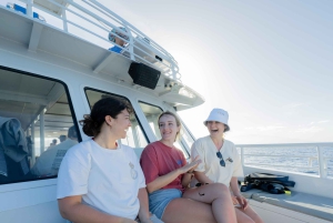 Fra Ma'alaea: snorkling i Turtle Town om bord på Quicksilver