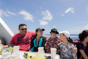 Fra Ma'alaea: snorkling i Turtle Town om bord på Quicksilver