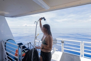 Fra Ma'alaea: snorkling i Turtle Town om bord på Quicksilver