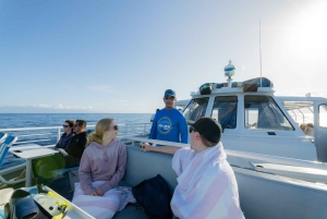 Fra Ma'alaea: snorkling i Turtle Town om bord på Quicksilver