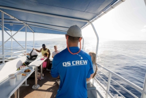 Fra Ma'alaea: snorkling i Turtle Town om bord på Quicksilver