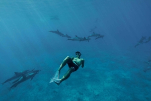 Fra Ma'alaea: snorkling i Turtle Town om bord på Quicksilver