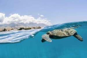 Fra Ma'alaea: snorkling i Turtle Town om bord på Quicksilver