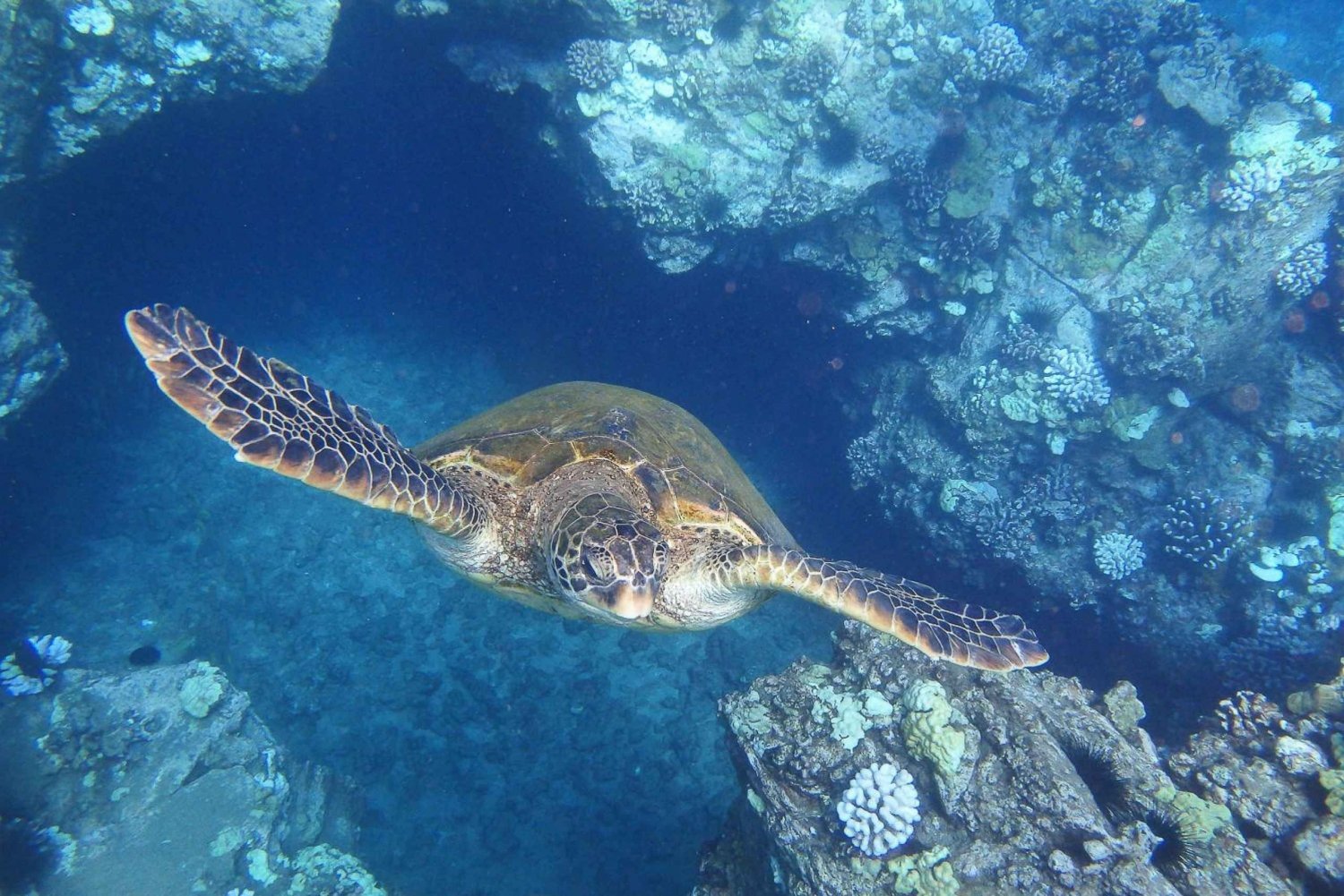 Fra Ma'alaea: Snorkling i skildpaddebyen om bord på Quicksilver