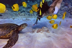Fra Ma'alaea: Snorkling i skildpaddebyen om bord på Quicksilver