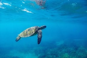 De Ma'alaea: Snorkel na Cidade das Tartarugas a bordo do Quicksilver