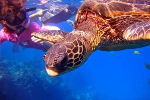 Van Ma'alaea: Snorkelen in Turtle Town aan boord van de Quicksilver